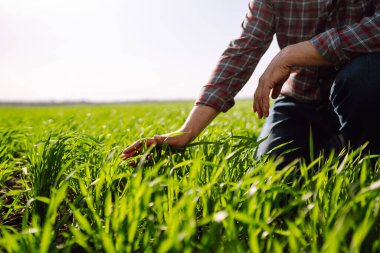 Çiftçi el tarladaki yeşil buğday yapraklarına dokunur. Tarım alanında çevresel koruma. Olgunlaşmış buğday tarlaları. Tarım sektörü.