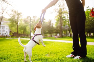 Jack Russell Terrier 'ın küçük bir köpeği sahipleriyle yürüyüşe çıkmış. Köpeği olan kişi parkta birlikte oynuyor..