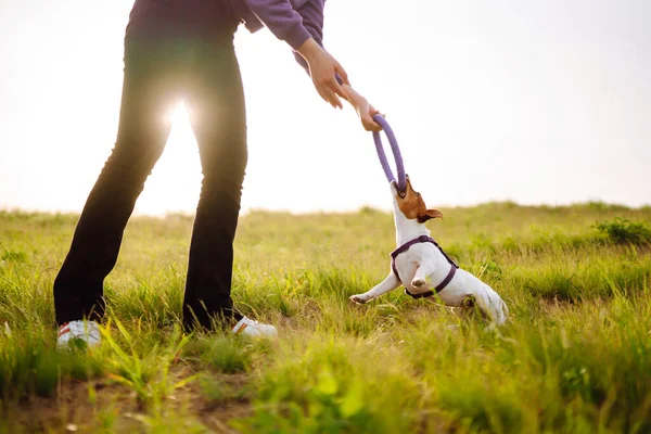 Small Dog Jack Russell Terrier Breed Walk Its Owners Person — Stock Photo, Image