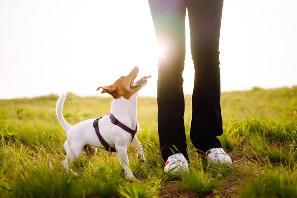 Een Kleine Hond Van Jack Russell Terrier Ras Een Wandeling — Stockfoto