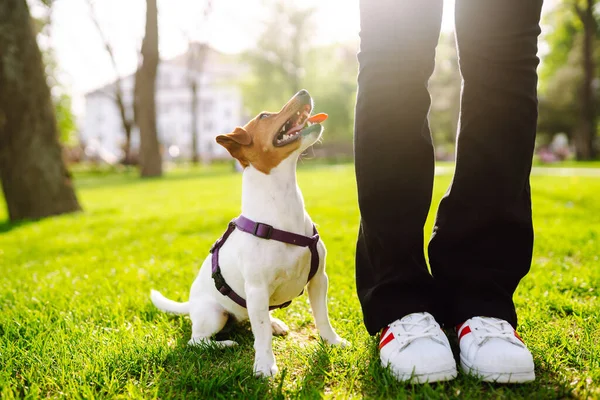 Een Kleine Hond Van Jack Russell Terrier Ras Een Wandeling — Stockfoto