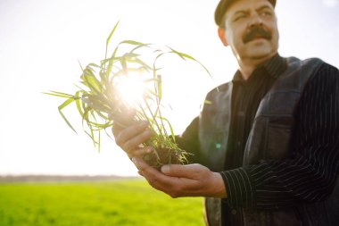Çiftçi el tarladaki yeşil buğday yapraklarına dokunur. Genç buğday bir çiftçinin ellerinde filizlenir. Tarım sektörü kavramı.