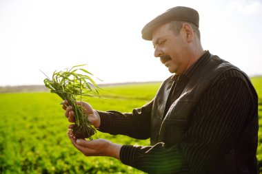 Çiftçi el tarladaki yeşil buğday yapraklarına dokunur. Genç buğday bir çiftçinin ellerinde filizlenir. Tarım sektörü kavramı.
