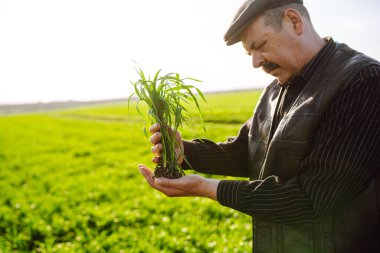 Çiftçi el tarladaki yeşil buğday yapraklarına dokunur. Genç buğday bir çiftçinin ellerinde filizlenir. Tarım sektörü kavramı.