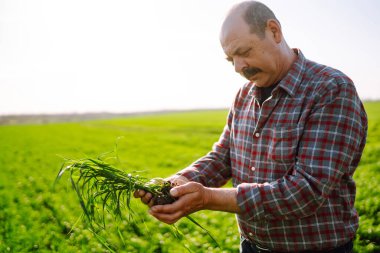 Çiftçi el tarladaki yeşil buğday yapraklarına dokunur. Genç buğday bir çiftçinin ellerinde filizlenir. Tarım sektörü kavramı.