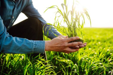 Çiftçi el tarladaki yeşil buğday yapraklarına dokunur. Genç buğday bir çiftçinin ellerinde filizlenir. Tarım sektörü kavramı.