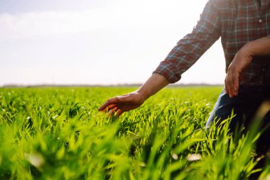 Çiftçi el tarladaki yeşil buğday yapraklarına dokunur. Genç buğday bir çiftçinin ellerinde filizlenir. Tarım sektörü kavramı.