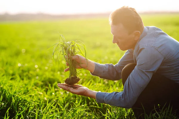 Farmer Hand Touches Green Leaves Young Wheat Field Young Wheat — Stock Photo, Image