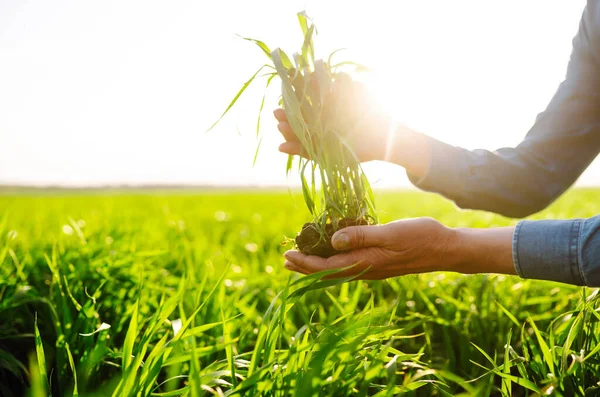 Farmer Hand Touches Green Leaves Young Wheat Field Young Wheat — Stock Photo, Image