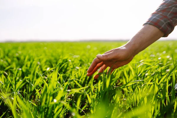 Mano Del Agricultor Toca Hojas Verdes Trigo Joven Campo Brote —  Fotos de Stock