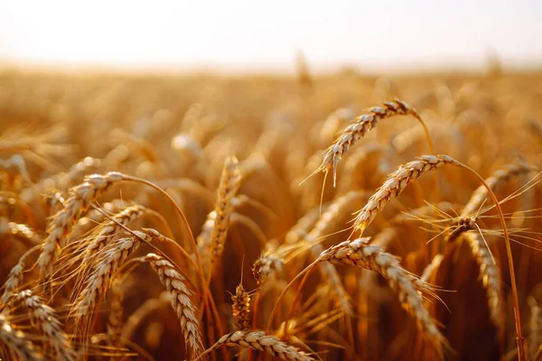 Campo Grano Dorato Crescita Raccolta Natura Azienda Agricola — Foto Stock