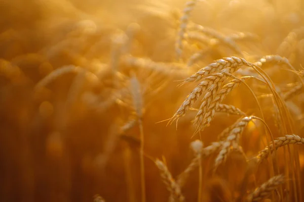 Gold wheat field. Growth nature harvest. Agriculture farm.