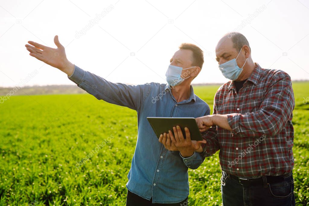 Farmers with tablet on a green wheat field. Farmers in sterile medical masks discuss agricultural issues. Smart farm. Agro business. Covid-19.