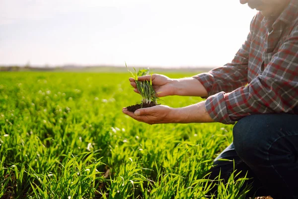 Young Green Wheat Seedlings Hands Farmer Ripening Ears Wheat Field — Stock Photo, Image