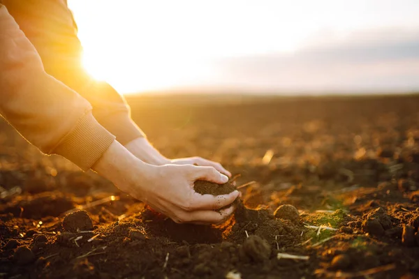 Farmer holding soil in hands close-up. Male hands touching soil on the field. Farmer is checking soil quality before sowing wheat. Agriculture, gardening or ecology concept