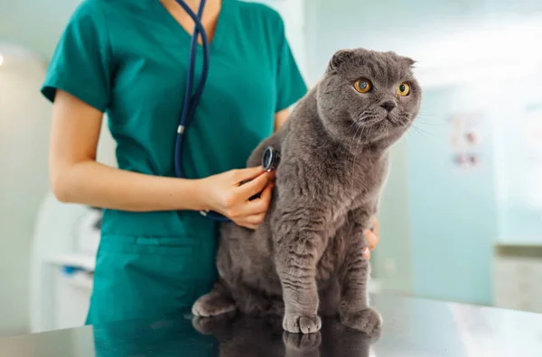 Young woman veterinarian examining cat on table in veterinary clinic. Specialist with stethoscope listen to kitten heart beat, patient lung. Medicine for domestic animal.