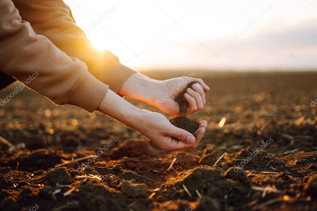 Farmer holding soil in hands close-up. Male hands touching soil on the field. Farmer is checking soil quality before sowing wheat. Agriculture, gardening or ecology concept