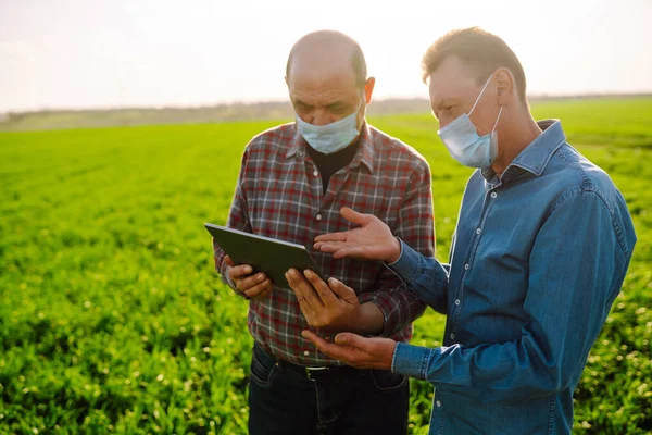 Potansiyel Maskeli Çiftçiler Yeşil Buğday Tarlasında Dijital Tablet Kullanıyorlar Akıllı — Stok fotoğraf