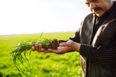 Genç yeşil buğday fideleri bir çiftçinin elinde. Erkek çiftçi hasat etmeden önce ürünlere bakıyor. Tarım, bahçıvanlık veya ekoloji kavramı.