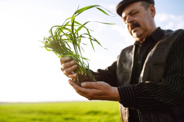 Genç yeşil buğday fideleri bir çiftçinin elinde. Erkek çiftçi hasat etmeden önce ürünlere bakıyor. Tarım, bahçıvanlık veya ekoloji kavramı.