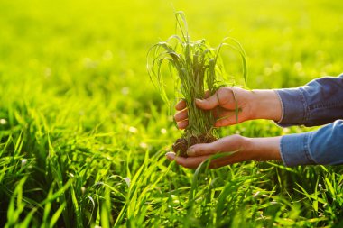 Genç yeşil buğday fideleri bir çiftçinin elinde. Erkek çiftçi hasat etmeden önce ürünlere bakıyor. Tarım, bahçıvanlık veya ekoloji kavramı.