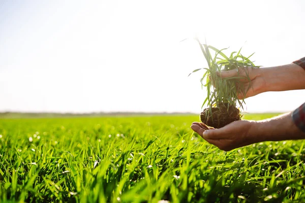 Young Green Wheat Seedlings Hands Farmer Male Farmer Looking Produce — Stock Photo, Image