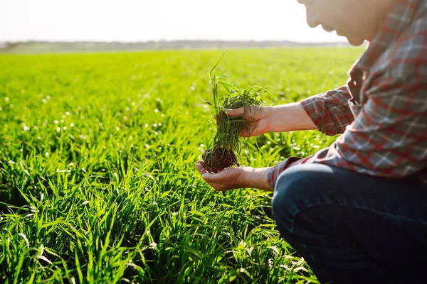 Genç Yeşil Buğday Fideleri Bir Çiftçinin Elinde Erkek Çiftçi Hasat — Stok fotoğraf