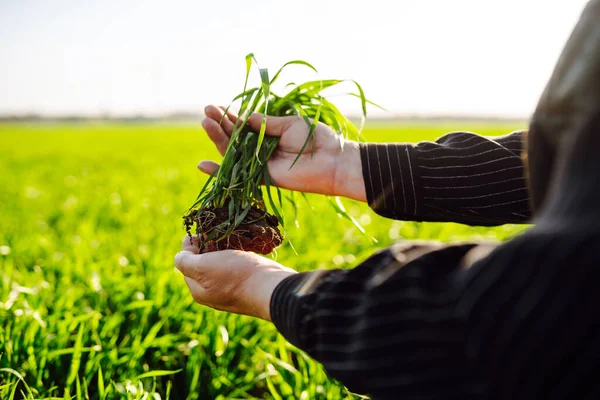 Young Green Wheat Seedlings Hands Farmer Male Farmer Looking Produce — Stock Photo, Image
