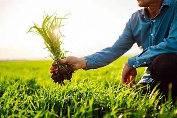 Young Green Wheat Seedlings Hands Farmer Male Farmer Looking Produce — Stock Photo, Image