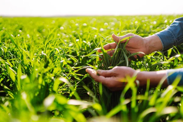 Young Green Wheat Seedlings Hands Farmer Male Farmer Looking Produce — Stock Photo, Image