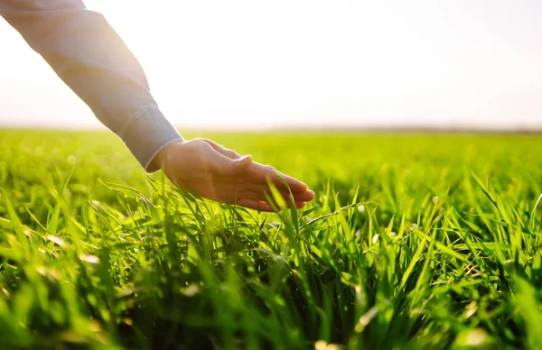 Jeunes Plants Blé Vert Entre Les Mains Agriculteur Fermier Mâle Image En Vente