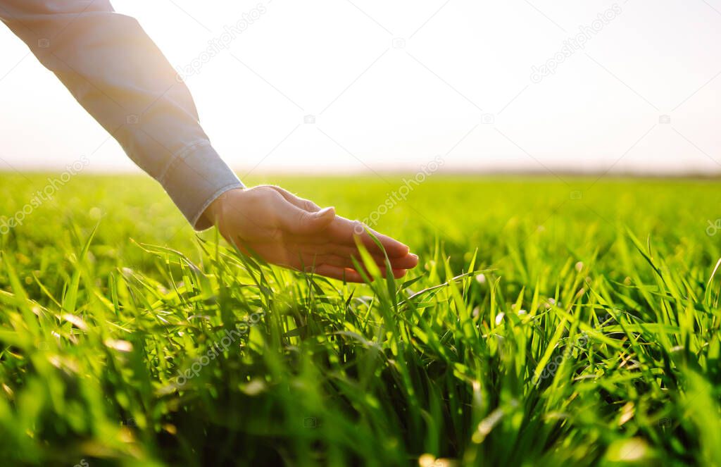 Young Green wheat seedlings in the hands of a farmer. Male farmer looking at the produce before harvesting. Agriculture, gardening or ecology concept.