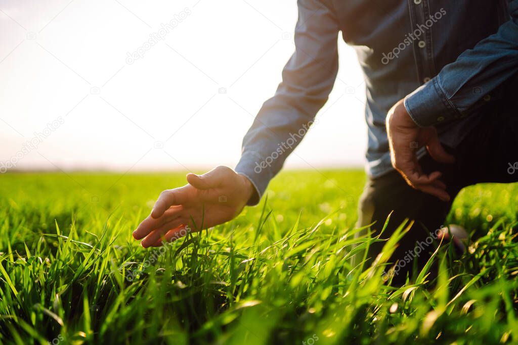 Young Green wheat seedlings in the hands of a farmer. Male farmer looking at the produce before harvesting. Agriculture, gardening or ecology concept.