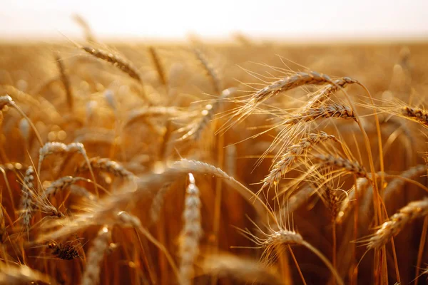 Campo Grano Dorato Crescita Raccolta Natura Agricoltura Giardinaggio Ecologia — Foto Stock