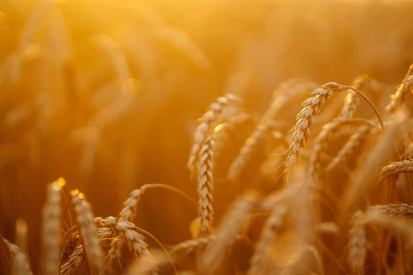 Gold wheat field. Growth nature harvest. Agriculture, gardening or ecology concept.