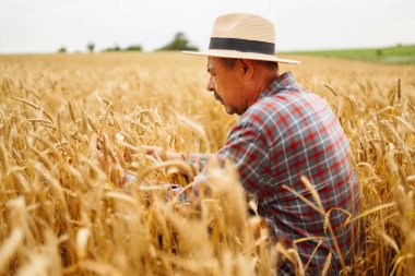 Şapkalı çiftçi buğday tarlasında dikilip ekine bakıyor. Tarım sektörü kavramı.