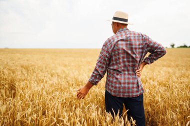 Şapkalı çiftçi buğday tarlasında dikilip ekine bakıyor. Tarım sektörü kavramı.