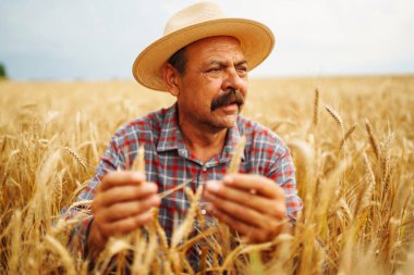 Şapkalı çiftçi buğday tarlasında dikilip ekine bakıyor. Tarım sektörü kavramı.