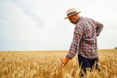 Şapkalı çiftçi buğday tarlasında dikilip ekine bakıyor. Tarım sektörü kavramı.