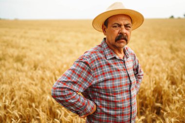 Şapkalı çiftçi buğday tarlasında dikilip ekine bakıyor. Tarım sektörü kavramı.