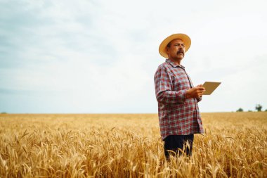 Şapkalı çiftçi buğday tarlasının gelişimini kontrol ediyor, tableti internet kullanarak tutuyor. Akıllı tarım ve dijital tarım.