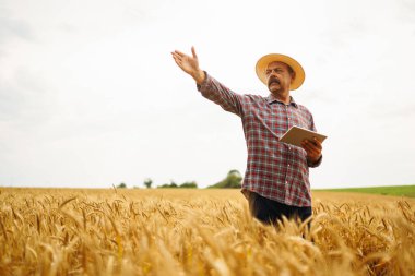 Şapkalı çiftçi buğday tarlasının gelişimini kontrol ediyor, tableti internet kullanarak tutuyor. Akıllı tarım ve dijital tarım.