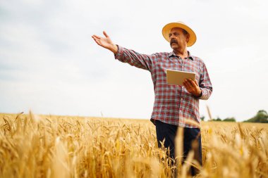 Şapkalı çiftçi buğday tarlasının gelişimini kontrol ediyor, tableti internet kullanarak tutuyor. Akıllı tarım ve dijital tarım.