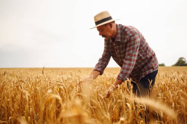 Şapkalı çiftçi buğday tarlasında dikilip ekine bakıyor. Tarım sektörü kavramı.