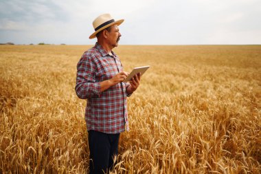 Şapkalı çiftçi buğday tarlasının gelişimini kontrol ediyor, tableti internet kullanarak tutuyor. Akıllı tarım ve dijital tarım.