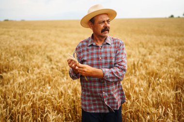 Şapkalı çiftçi buğday tarlasında dikilip ekine bakıyor. Tarım sektörü kavramı.