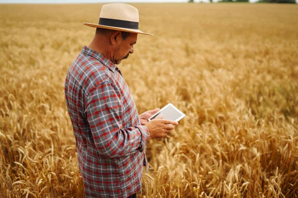 Farmer  in the hat checking wheat field progress, holding tablet using internet. Smart farming and digital agriculture.