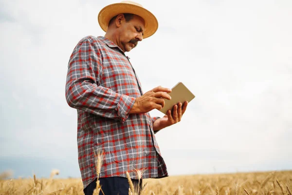 Farmer  in the hat checking wheat field progress, holding tablet using internet. Smart farming and digital agriculture.