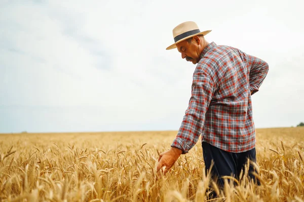 Şapkalı çiftçi buğday tarlasında dikilip ekine bakıyor. Tarım sektörü kavramı.
