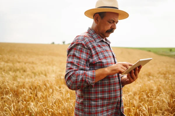 Farmer  in the hat checking wheat field progress, holding tablet using internet. Smart farming and digital agriculture.